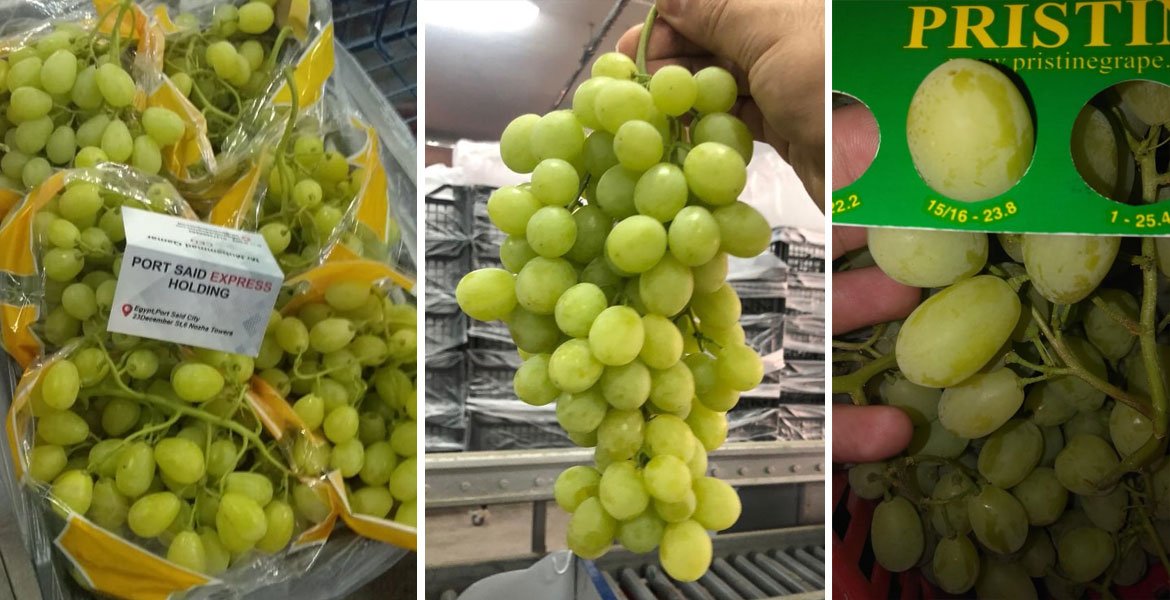 Home Egypt Grapes