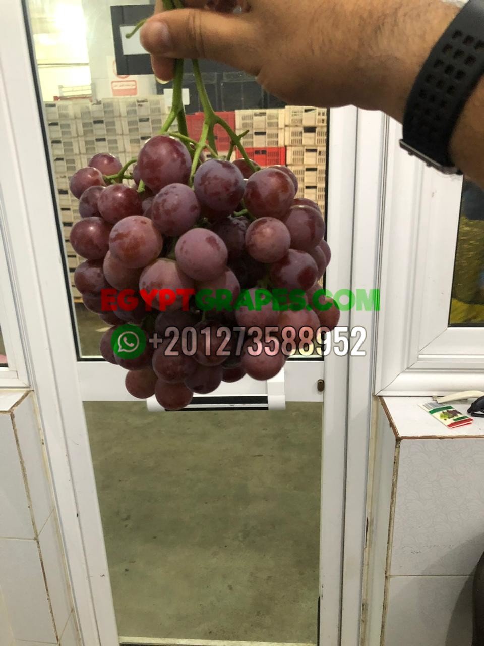 องุ่นแดง Egypt Grapes